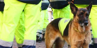 Service dog in vest among workers in high-vis gear.