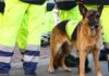 A German Shepherd in a safety vest standing near workers in bright yellow gear