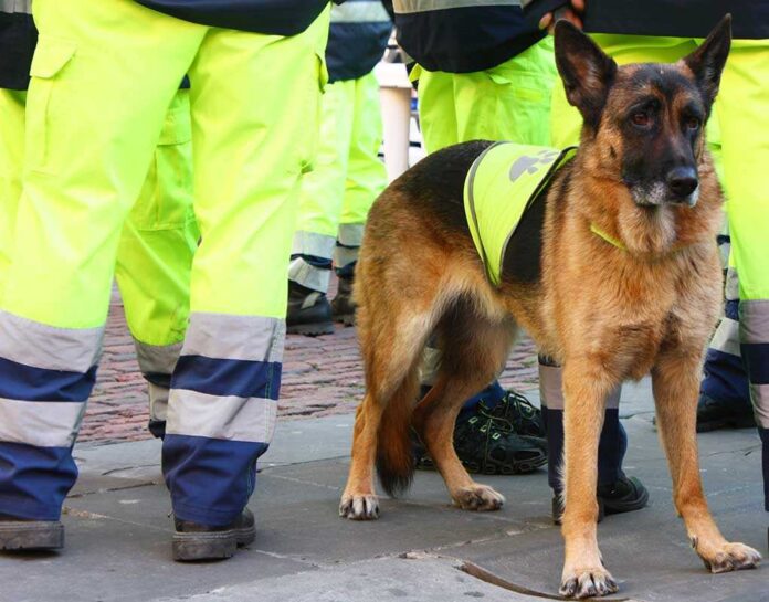 shutterstock_63372523.jpg A German Shepherd in a safety vest standing near workers in bright yellow gear
