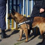 Police dog standing with two officers.