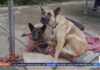Skid Row HORROR - Dogs Overdosing on HUMAN Drugs