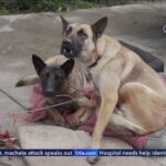 Skid Row HORROR - Dogs Overdosing on HUMAN Drugs