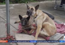 Skid Row HORROR - Dogs Overdosing on HUMAN Drugs