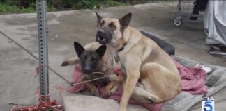 Skid Row HORROR - Dogs Overdosing on HUMAN Drugs