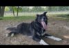 Vet WARNS Of Eight Signss As Dogs Face Brutal Summer Danger