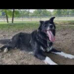 Vet WARNS Of Eight Signss As Dogs Face Brutal Summer Danger