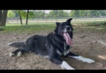 Vet WARNS Of Eight Signss As Dogs Face Brutal Summer Danger