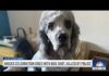 Routine Welfare Check Turns BLOODY – Police Blunder! Man whose family dog was shot by LAPD shares his grief