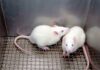Two white laboratory rats interacting in a cage