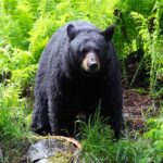 A black bear standing in a lush green forest surrounded by ferns