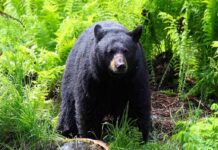 Couple FIGHT Back Against GRUESOME Bear Attack! A black bear standing in a lush green forest surrounded by ferns